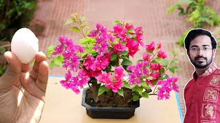 How to Easily make Bonsai Forest  Bougainvillea flower Bonsai for beginners [upl. by Llednyl]