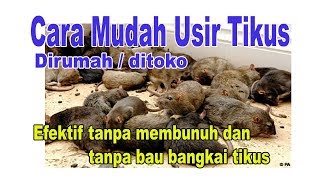 Cara Usir Tikus Ditoko dirumah mudah  murah efektif berhasil [upl. by Ojadnama354]