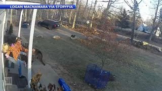 Mom saves daughter from raccoon attack [upl. by Burt]