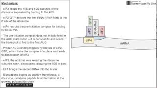 Eukaryotic Translation Initiation [upl. by Clawson]