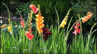 Mieczyki  Gladiole🌼🍃Letnie kwiaty z mojej rabaty 🌸🍃Summer flowers from my garden [upl. by Gnouc317]