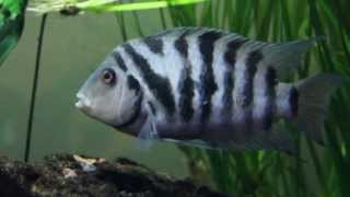 American Cichlid Species  Convict Cichlid quotAmatitlania nigrofasciataquot [upl. by Lulita]