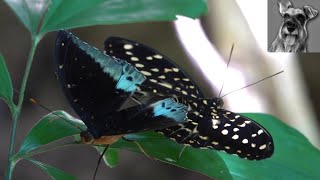 COMMON ARCHDUKE Butterflies Mating Singapore [upl. by Berkie882]