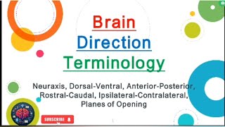 Brain Direction Terminology UrduHindi [upl. by Annice]