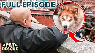 Should He Lose His Dog Husky Owner Faces RSPCA Ultimatum  The Dog Rescuers  Season 2 Episode 11 [upl. by Far]