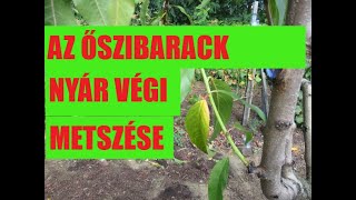 Az őszibarack nyár végi metszése [upl. by Donadee292]