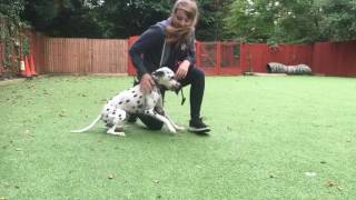 All you need to know about Dalmatians [upl. by Betteanne]