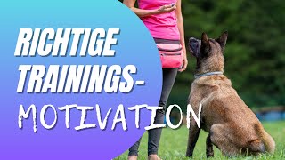 Wie motiviere ich meinen Hund richtig  Extrinsische vs Intrinsische Motivation beim Hundetraining [upl. by Ellicul806]