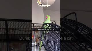 Gumtree Bird indianringneck funny foryou [upl. by Volotta]