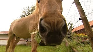 Wissensmix Welche Tiere leben auf dem Bauernhof [upl. by Eirol]