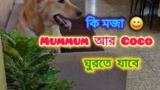 Mummum er sathe ghurte jawar kotha shune ki korlo COCO😁😆 pleasesubscribe❤️ doglover naughtycoco [upl. by Aynnat]