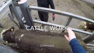 Cattle work [upl. by Karwan]