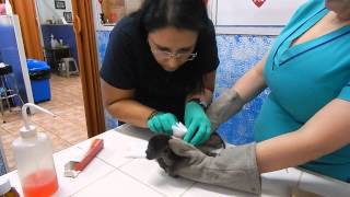 Orphaned Baby Howler Monkey at the Veterinarian [upl. by Nosduj271]