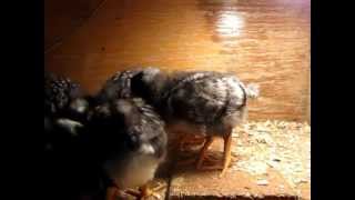 3 weeks old Barred Rock chicks [upl. by Nivac]