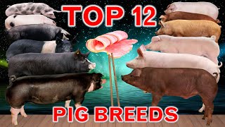 Top 12 FastGrowing Pig Breeds in the World  Best Fattening Pigs [upl. by Hannie]