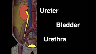 Ureter Bladder and Urethra [upl. by Celisse]