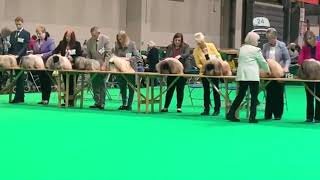 Crufts 2020 Pekingese Limit Dog Class [upl. by Ann-Marie]