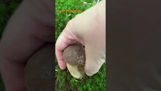 Boletus ReticulatusJuly 2024 asmr asmrmushrooms fungi boletus porchini mushroomhunting [upl. by Ehrsam630]