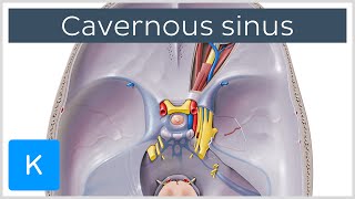 Cavernous Sinus  Location Drainage amp Function  Human Anatomy  Kenhub [upl. by Sapphira]