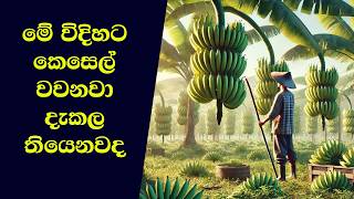 අක්කර දහස් ගණනක කෙසෙල් වගාවක් [upl. by Adnirim]