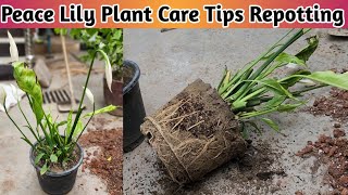 How To Repot Peace Lily Plant👏Peace Lily Plant Care Tips👏Peace Lily Plant Propagation🏝️ [upl. by Akenahc]