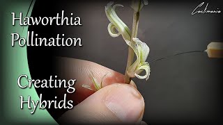 How to Pollinate Haworthia Flowers  Haworthia Pollination Technique  Haworthia Hybrids [upl. by Notsehc226]