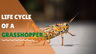 Life cycle of a grasshopper for kids animation Science for elementary school students [upl. by Joao597]