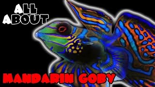 All About The Green Mandarin GobyDragonet [upl. by Arick]