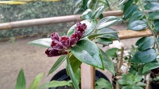 Beautiful Hanging Blooming Lipstick Plant  Aeschynanthus Radicans  Houseplant Ideas [upl. by Negiam289]