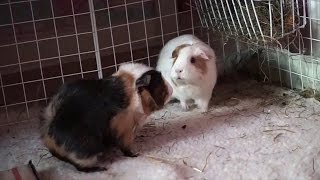 How To Bond Guinea Pigs  5 Tips [upl. by Nolahp]