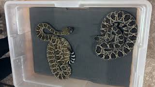 Mojave Rattlesnake vs Western Diamondback What are the differences [upl. by Alebasi]