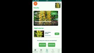 PlantSnap identifies a Kahila GarlandLily Hedychium gardnerianum [upl. by Aelanej]