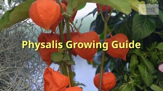 Physalis Growing Guide Chinese lanterns by GardenersHQ [upl. by Meredithe]