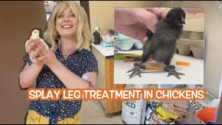 Splay Leg Treatment in Chickens [upl. by Paza278]