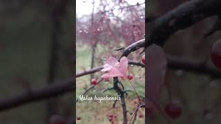 Funny malus hupehensis or Chinese crab apple shorts herbarium snow [upl. by Bremser92]