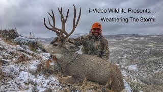 Giant Colorado Mule Deer  “Weathering The Storm” [upl. by Keary507]