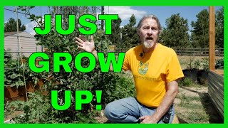 How to Grow a Vertical Garden [upl. by Ainitsirhc]