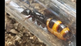 HUGE Camponotus Pennsylvanicus queen Physogastry [upl. by Gupta]