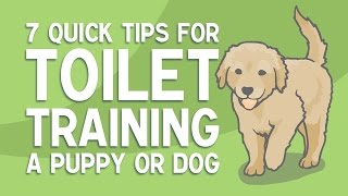 How to Fix Dog Urine Spots on Your Lawn  Easy Fix [upl. by Kayle291]