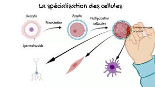 STRANGER WALLON  la spécialisation des cellules [upl. by Ative]