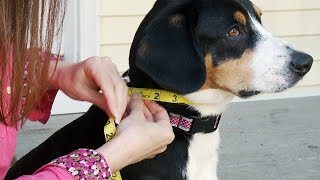 How to Measure Your Dog for Coats amp Harnesses [upl. by Koo]