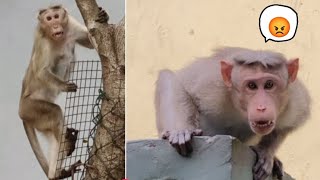 monkey comedy videos funny [upl. by Yruj]