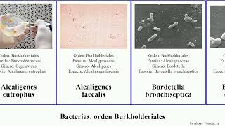 Bacterias orden Burkholderiales faecalis cepacia bronchiseptica Alcaligenes Comamonadaceae Heads [upl. by Skyler598]