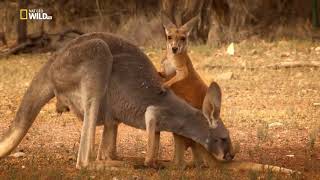 National Geographic Documentary  Kangaroo  Wildlife  HD 2018 [upl. by Volin]