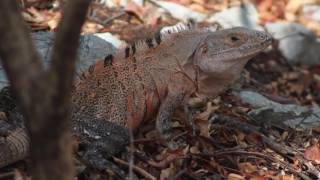 Ctenosaura similis John H Baltodano Calvo [upl. by Anavlis]