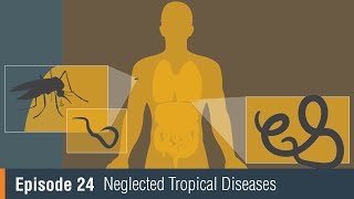 NEB TV Ep 24 – Neglected Tropical Diseases [upl. by Norrej]