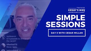 What Training Cesars Way Means To Cesar Millan [upl. by Hitchcock]