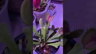 Gotcha Fly Caught by Venus Flytrap VenusFlytrap CarnivorousPlants NatureIsWild [upl. by Paynter]