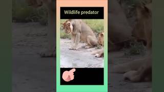 Lioness got a fun 😅animals loin amazing wildlife [upl. by Langille]