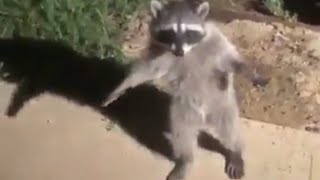 Standing Raccoon Meme [upl. by Ilatan]